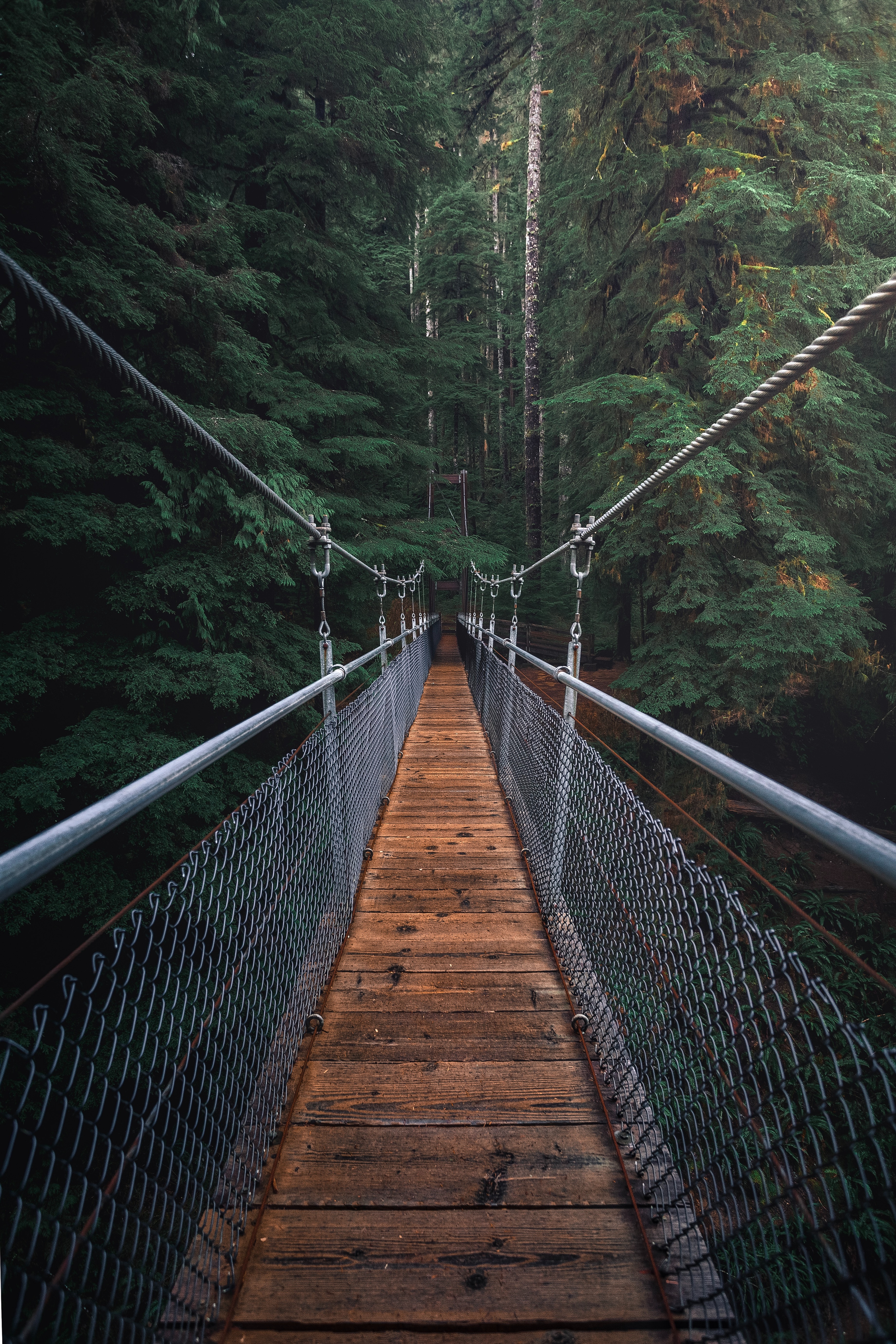 bridge-forest